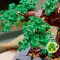 Preview: LEGO Botanicals Bonsai Baum 878 Teile 10281