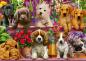 Preview: 500 Teile Schmidt Spiele Puzzle Hunde im Regal 58973