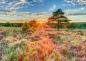 Preview: 1000 Teile Schmidt Spiele Puzzle Heide im Sonnenuntergang 59768