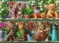 Preview: 500 Teile Ravensburger Puzzle Katzen im Regal 12000205