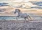 Preview: 500 Teile Ravensburger Puzzle Pferd am Strand 12000222