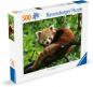 Preview: 500 Teile Ravensburger Puzzle Süßer roter Panda 12000369