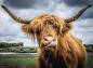 Preview: 300 Teile Ravensburger Puzzle Moments Highland Cattle 13273