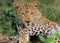 Preview: 100 Teile Ravensburger Kinder Puzzle XXL Vio die Leopardin 13345