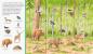 Preview: Ravensburger Buch Pappbilderbuch Sachen suchen Tiere im Wald 41748