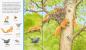 Preview: Ravensburger Buch Pappbilderbuch Sachen suchen Tiere im Wald 41748