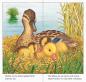 Preview: Ravensburger Pappbilderbuch Ich bin die kleine Ente 43548