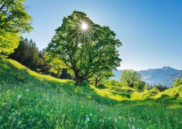 1000 Teile Schmidt Spiele Puzzle Berg-Ahorn im Sonnenlicht St. Gallen Schweiz 59761