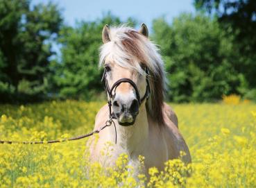 500 Teile Ravensburger Puzzle Pferd im Rapsfeld 12000210