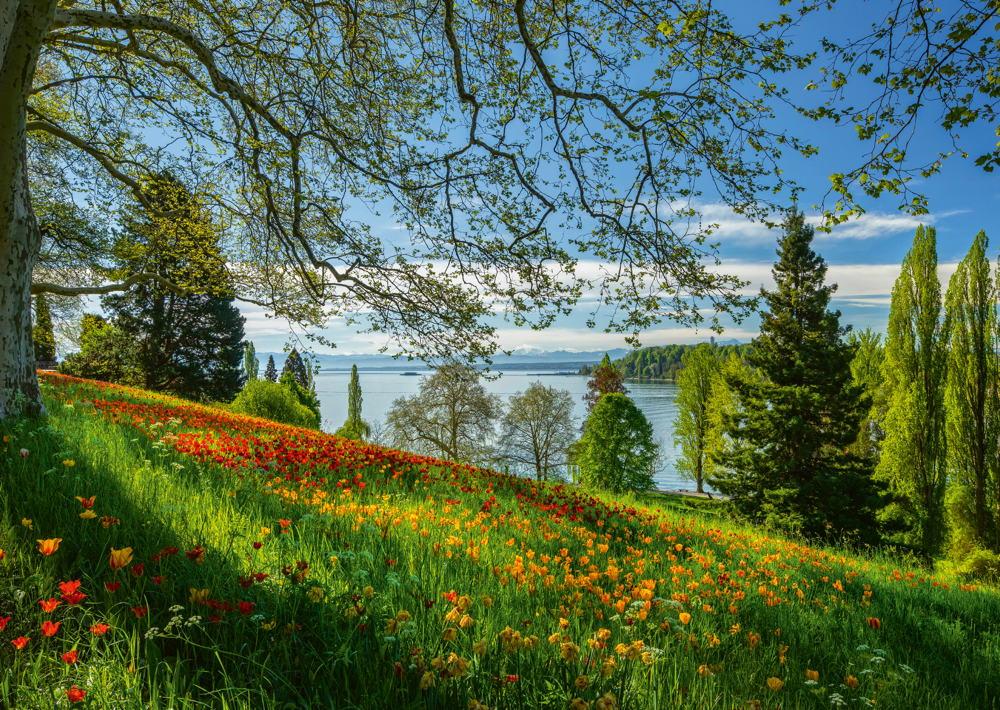 1000 Teile Schmidt Spiele Puzzle Frühlingsallee zur Tulpenblüte Insel Mainau 58967