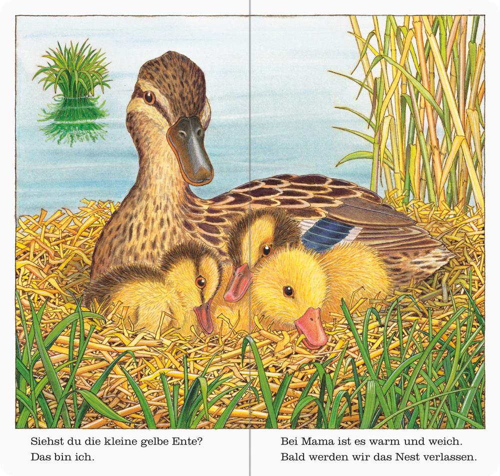 Ravensburger Pappbilderbuch Ich bin die kleine Ente 43548