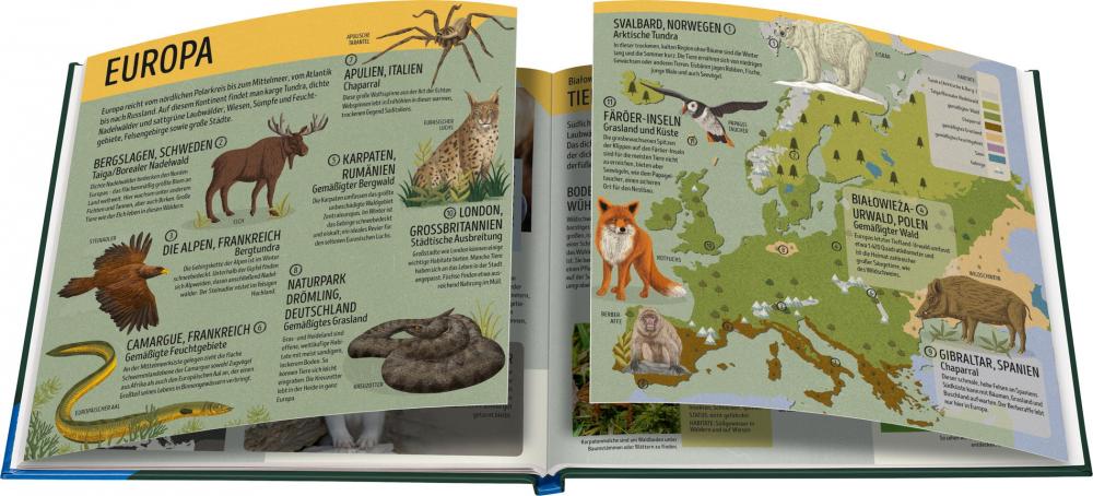 Ravensburger Buch Kindersachbuch Der Ravensburger Tieratlas 48062